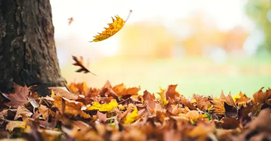 Falling Leaves