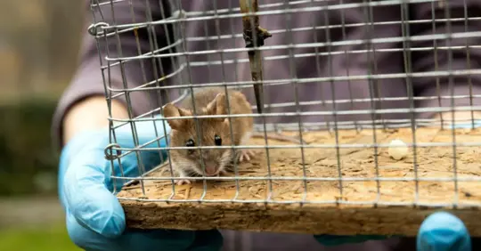 Mice caught in a cage