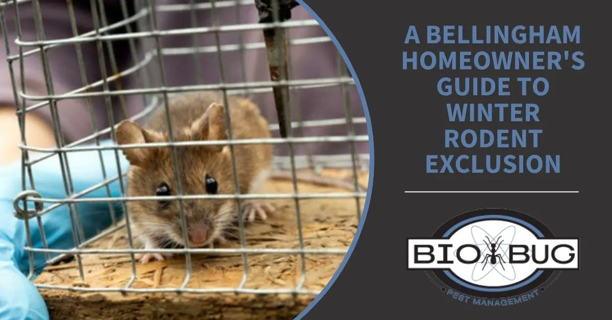 A Bellingham Homeowner's Guide to Winter Rodent Exclusion